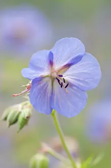 Cranesbill: Geranium