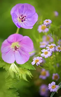 Cranesbill: Geranium