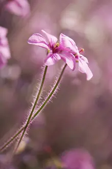 Nurturing: Geranium