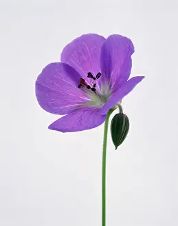 Cranesbill: Geranium