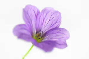 Cranesbill: Geranium