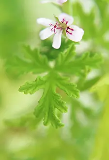 Scented: Geranium