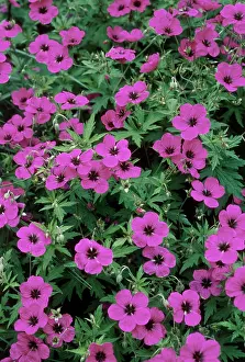 Cranesbill: Geranium