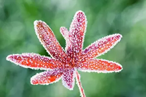 Cranesbill: Geranium