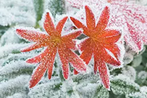 Alliance: Geranium