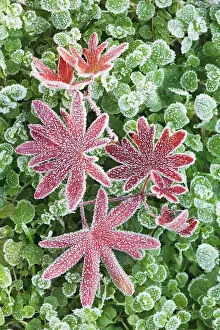 Cranesbill: Geranium