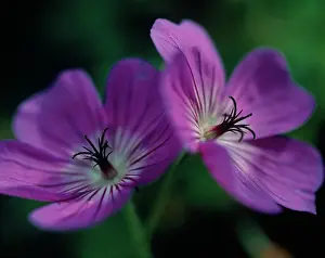 Combined: Geranium