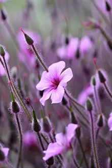 Geranium: Geranium