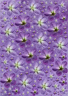 Geranium: Geranium
