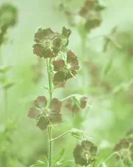 Geranium: Geranium