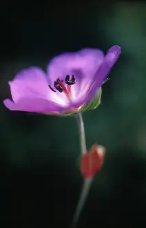 Geranium: Geranium