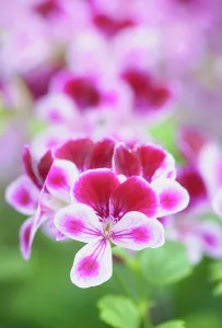 Geranium: Geranium Angel Eyes Burgundy, Pelargonium peltatum