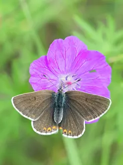 Argus: Geranium Argus