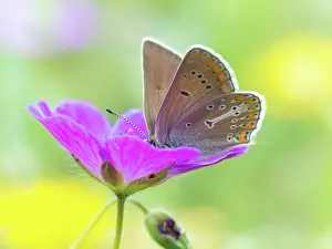Argus: Geranium Argus