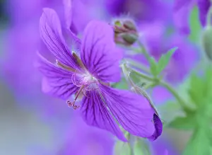 Geraniums: Geranium - detail of blossom