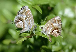 Geranium: Geranium Bronze (Cacyreus marshalli) couple on a