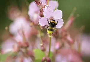 Bombus: Geranium, Cranesbill, Geranium cultivar, Pink subject