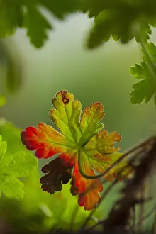Geranium: Geranium, Cranesbill, Green foliage with red fringe