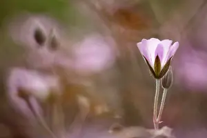 Geranium: Geranium Dusky Rose just opening and to the right hand edg