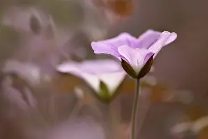 Geranium: Geranium Dusky Rose with a second one just behind