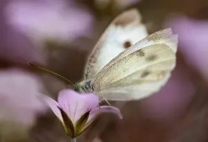 Proportion: Geranium Dusky Rose with a white butterfly on it