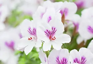 Geranium: Geranium Imperial butterfly, Pelargonium Imperial