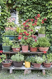 Pots: Geranium pots in a garden, summer, Moselle, France