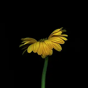 Germini: Gerbera