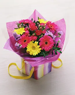 Jamesonii: Gerbera