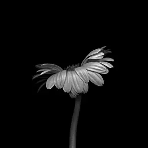 Germini: Gerbera