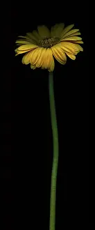 Germini: Gerbera