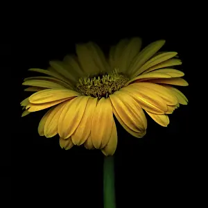 Germini: Gerbera