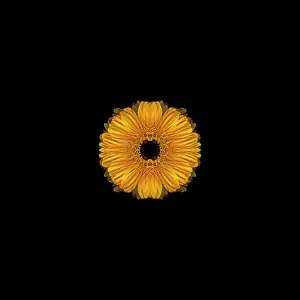 Germini: Gerbera