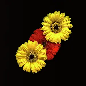 Germini: Gerbera