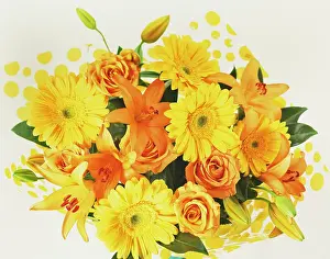 Wrap: Gerbera