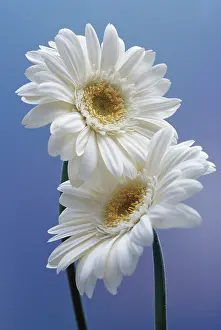 Condolence: Gerbera