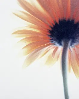 Photographic: Gerbera