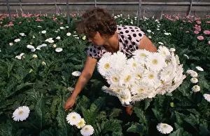 Nursery: Gerbera