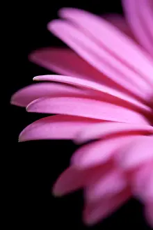Jamesonii: Gerbera