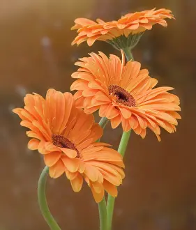 Adoring: Gerbera