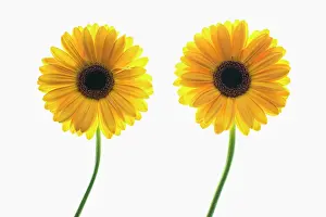 Jamesonii: Gerbera
