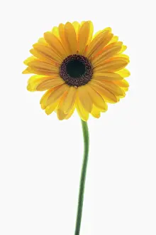 Jamesonii: Gerbera