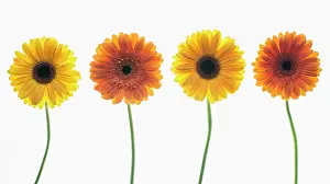 Jamesonii: Gerbera