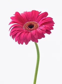 Explorer: Gerbera