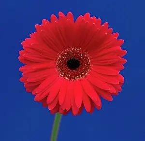 Optimism: Gerbera