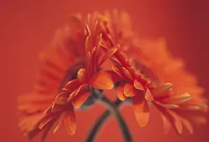 Gerbera: Gerbera