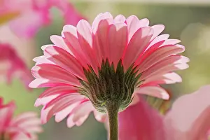 Ahead: Gerbera