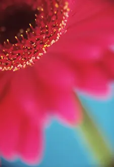 Gerbera: Gerbera