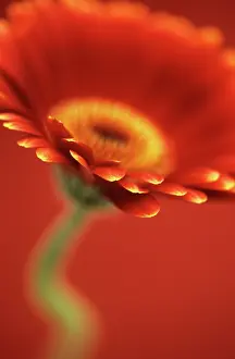 Optimism: Gerbera
