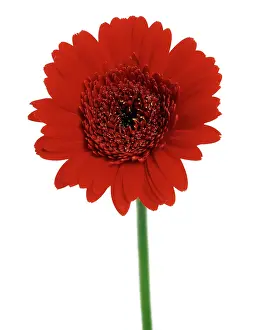 Gerbera: Gerbera